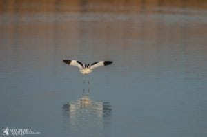 Klyden – en ynglefugl på retur Klyden