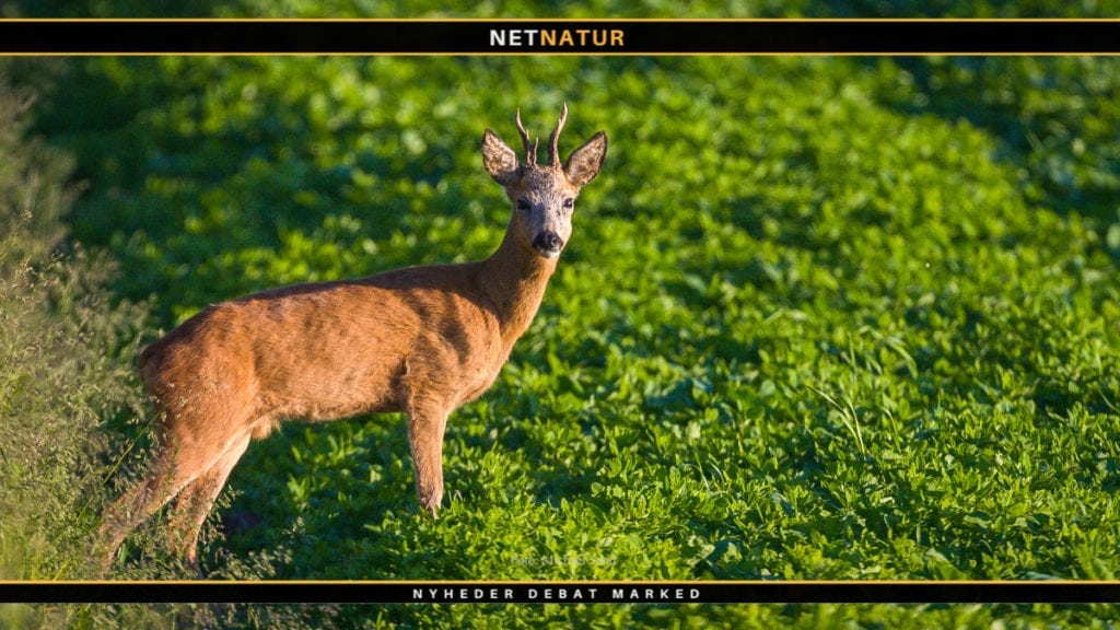 Lokkekald til råbuk anvendt under jagt Lokkekald til råbuk anvendt under jagt