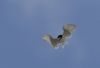 Bestanden af dværgterner rasler ned Bestanden af dværgterner rasler ned