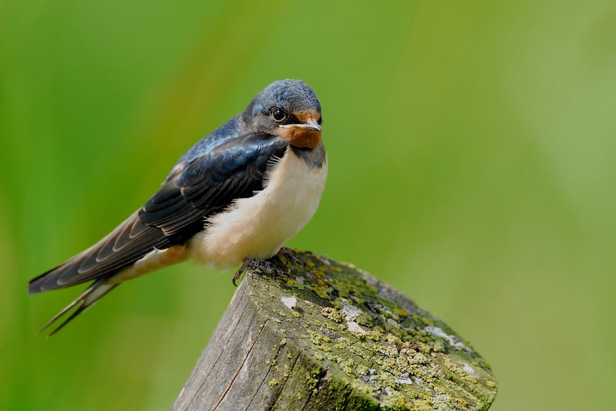 Landsvalen - fra Danmark til Sydafrika og retur