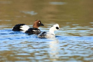 Lille skallesluger – vintergæsten fra nord Lille skallesluger - vintergæsten fra nord