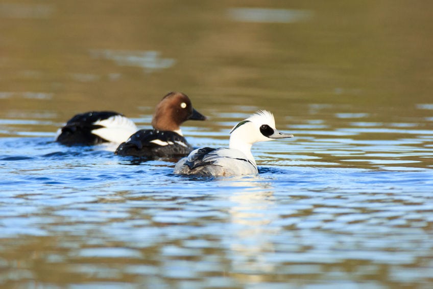 Lille skallesluger - vintergæsten fra nord