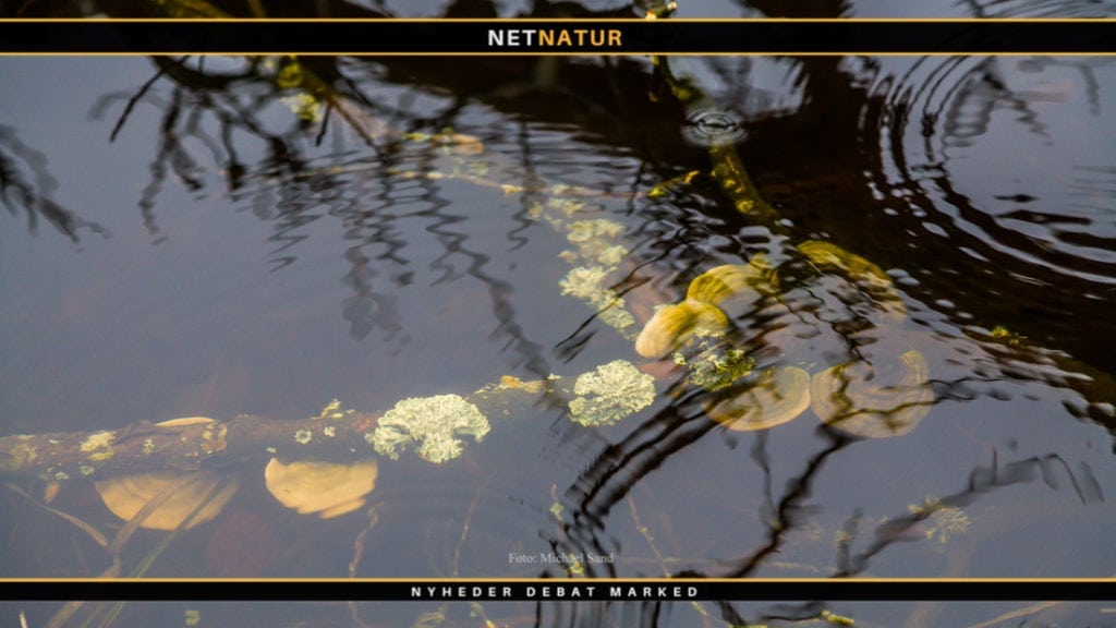 Den Danske Naturfond støtter 15 nye projekter
