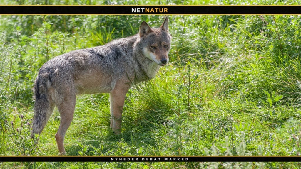 Faunakriminalitet skal tages mere alvorligt