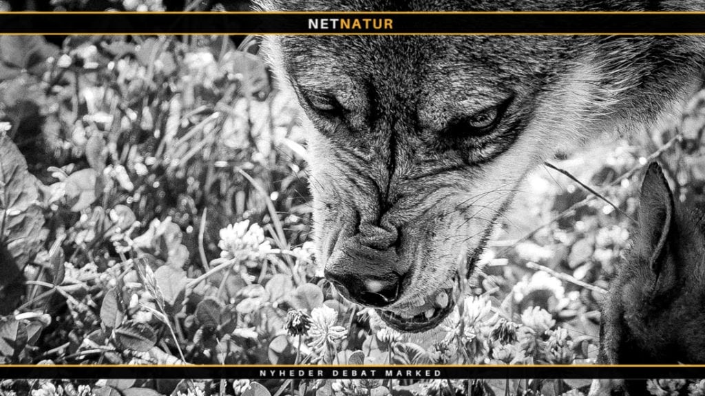 To børn døde efter angreb af ulv