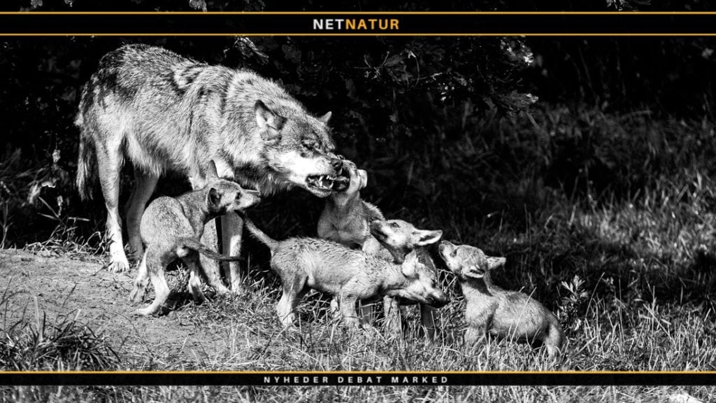 FACE presser EU og forlange national forvaltning af ulve