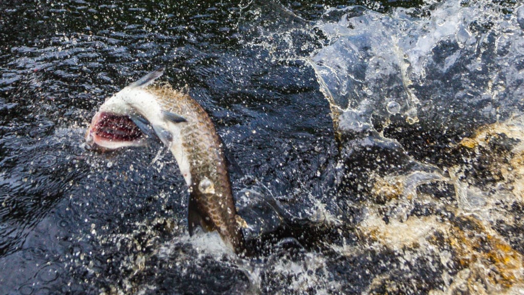 Regnskovsdelta, indianer og fluefiskeri efter tarpon Regnskovsdelta, indianer og fluefiskeri efter tarpon