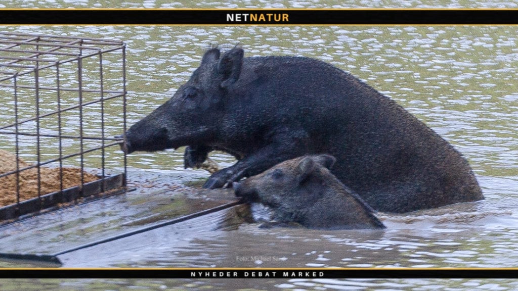 Vildsvinehegn er stadig helt ude i hegnet