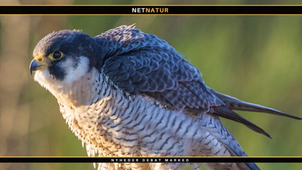 Vandrefalke har ynglesucces Nu er der også ynglende vandrefalke i Nordjylland