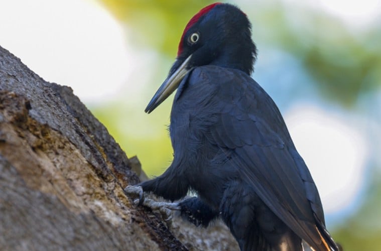 Sortspætten - en nyere dansk ynglefugl