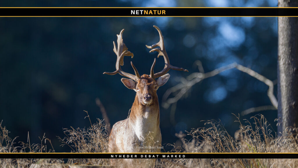 Udleje af jagten i Kiskelund plantage