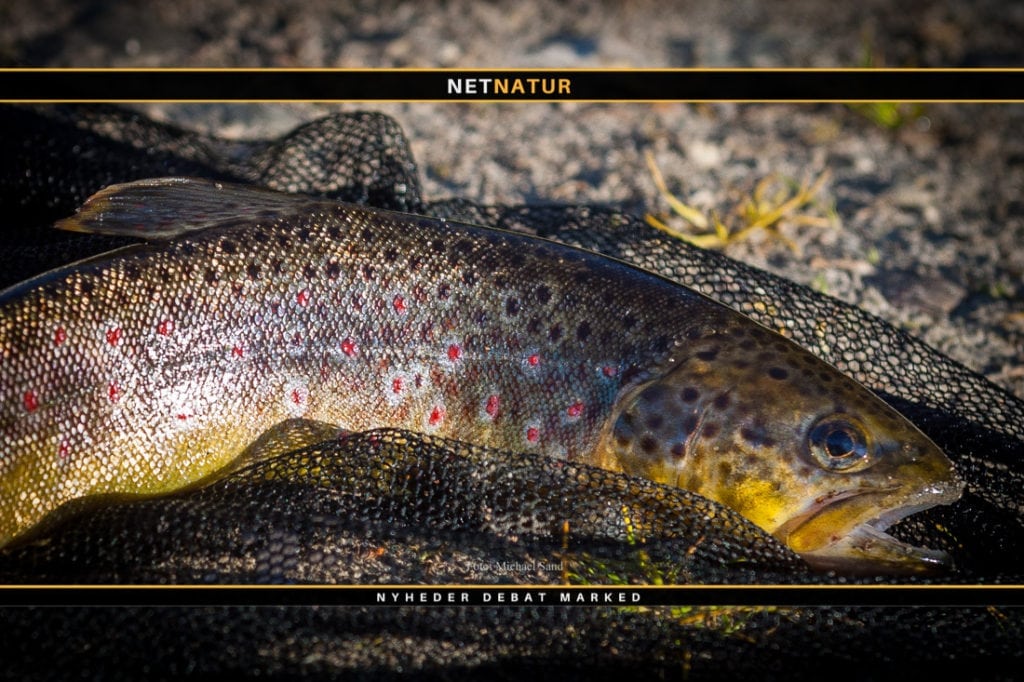 Gravning af fisk til en lækker forret