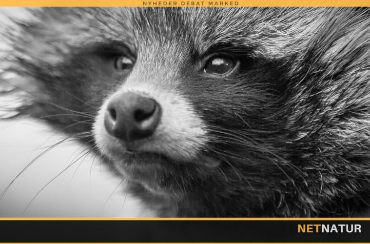 Det er gået helt galt med mårhunden Det er gået helt galt med mårhunden