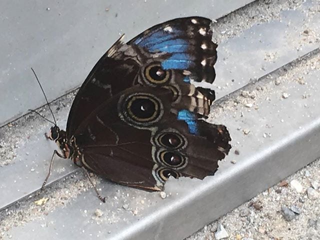 Sommerfugl var ikke dansk