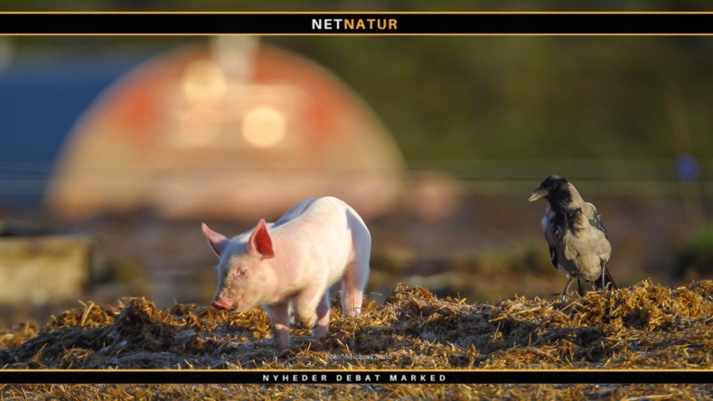 Krager: Hvor kloge er de? Krager: Hvor kloge er de?