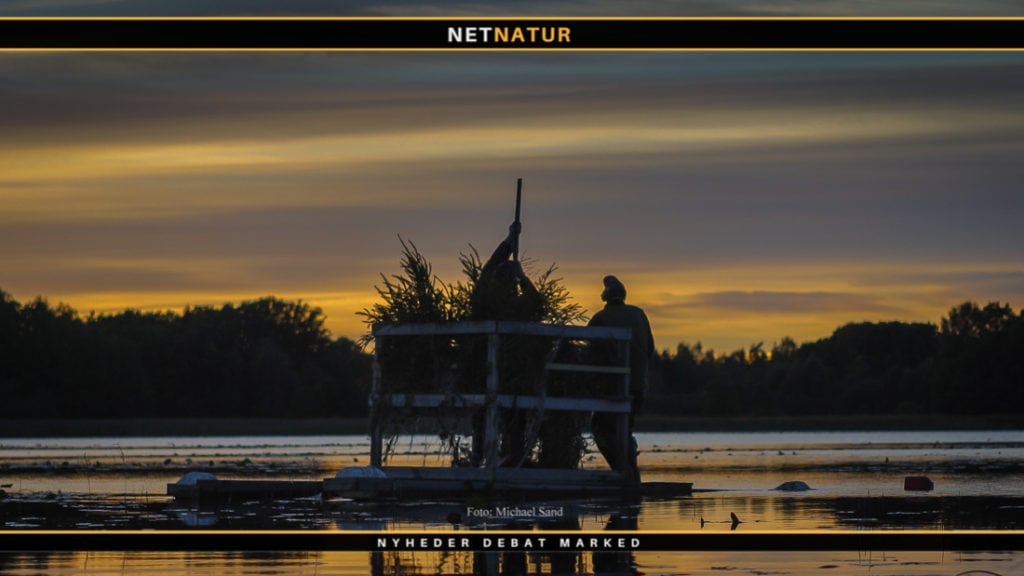 Norge fastholder forbud mod udsætning af ænder