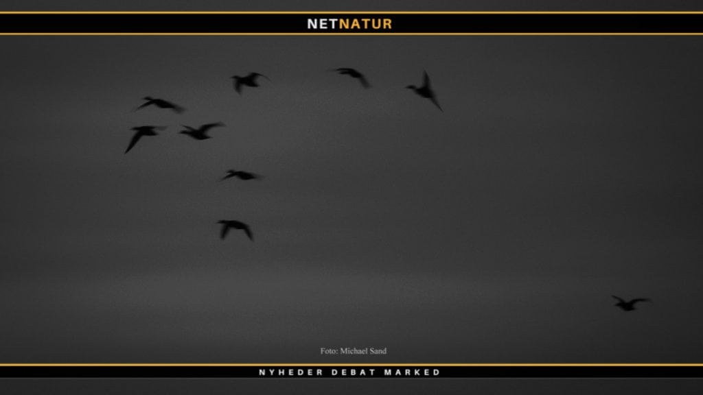 Andetræk og udfodring ved søer