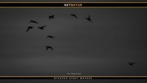 Andetræk og udfodring ved søer