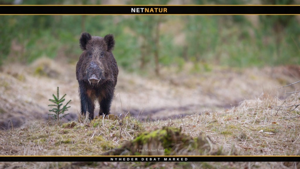 Afrikansk svinepest konstateret i Belgien
