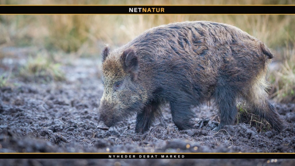 Mangelfuld kontrol med dyretransporter Mangelfuld kontrol med dyretransporter