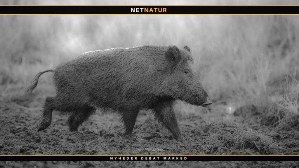 Vildsvinejagt med Night vison