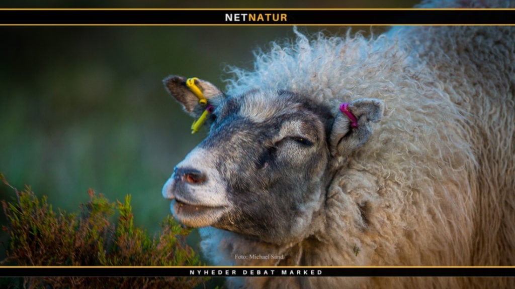 Tilskud til to nye slags ulvesikrede hegn