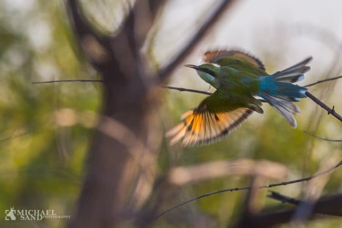 Biæder - den farverige insektjagende luftakrobat