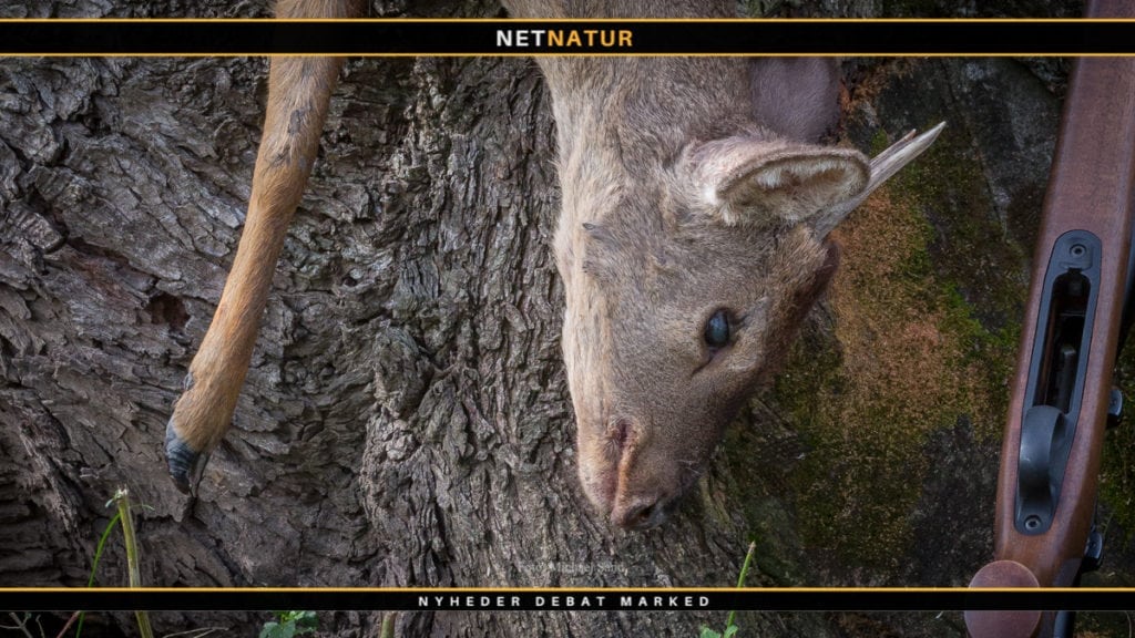 Brocket deer i Mexico