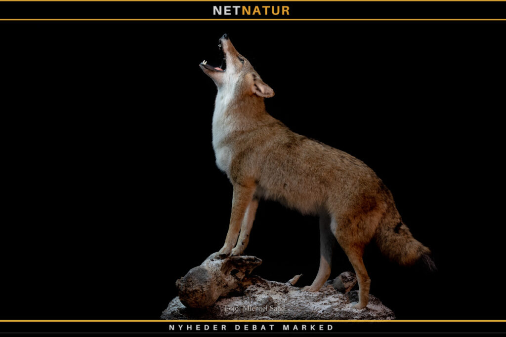 Prærieulv angreb seks årig dreng