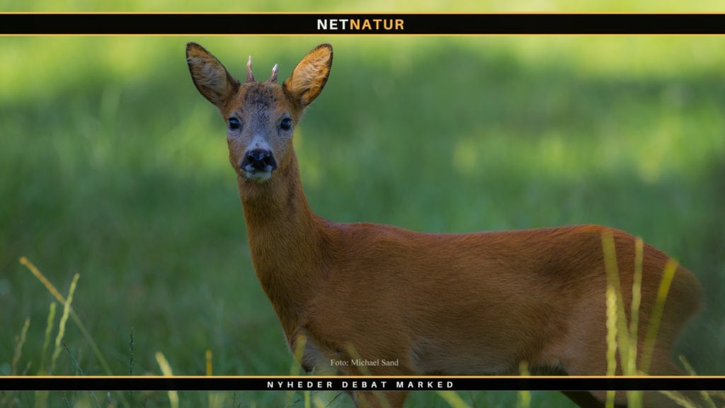 Lækker menu med laks og sommerbuk lækker menu med laks og sommerbuk