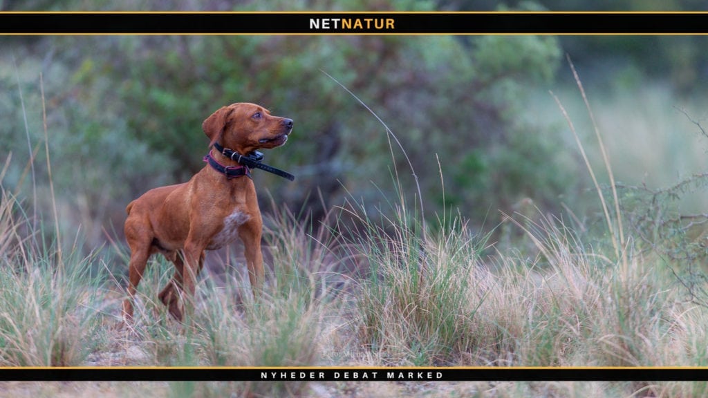 FACE angriber britisk forbud mod brug af el-halsbånd til brugshunde FACE angriber britisk forbud mod brug af el-halsbånd til brugshunde