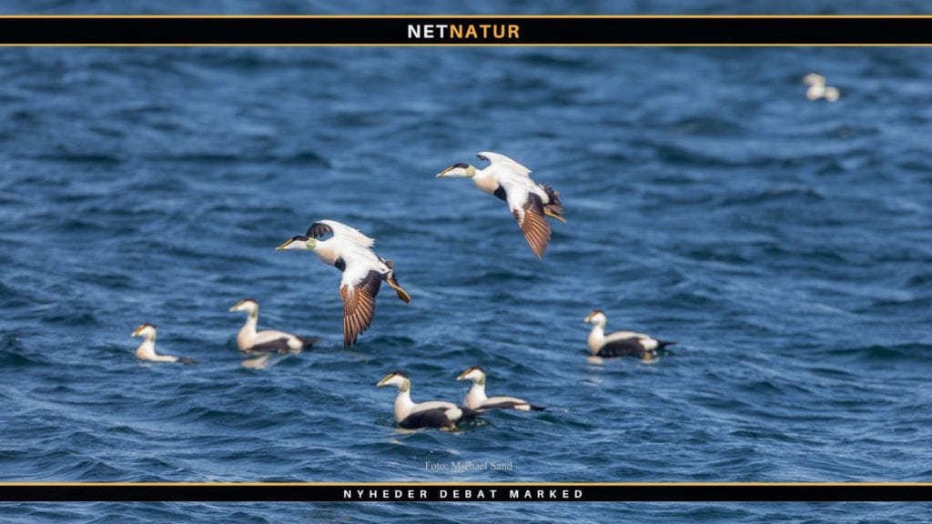 Organisationer i fælles kamp mod kystnære havvindmøller ved Omø