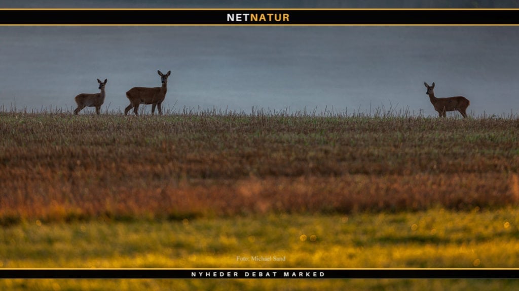 Rekordafskydning i Schleswig-Holstein af råvildt og vildsvin
