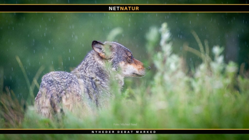 Tiltale i sag om nedskydning af ulv