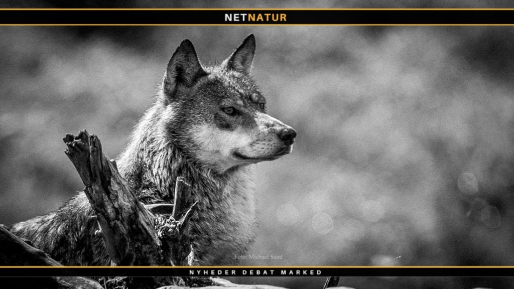 Ulve skal mærkes med GPS Reaktioner på fakta og fake news i ulvedebat