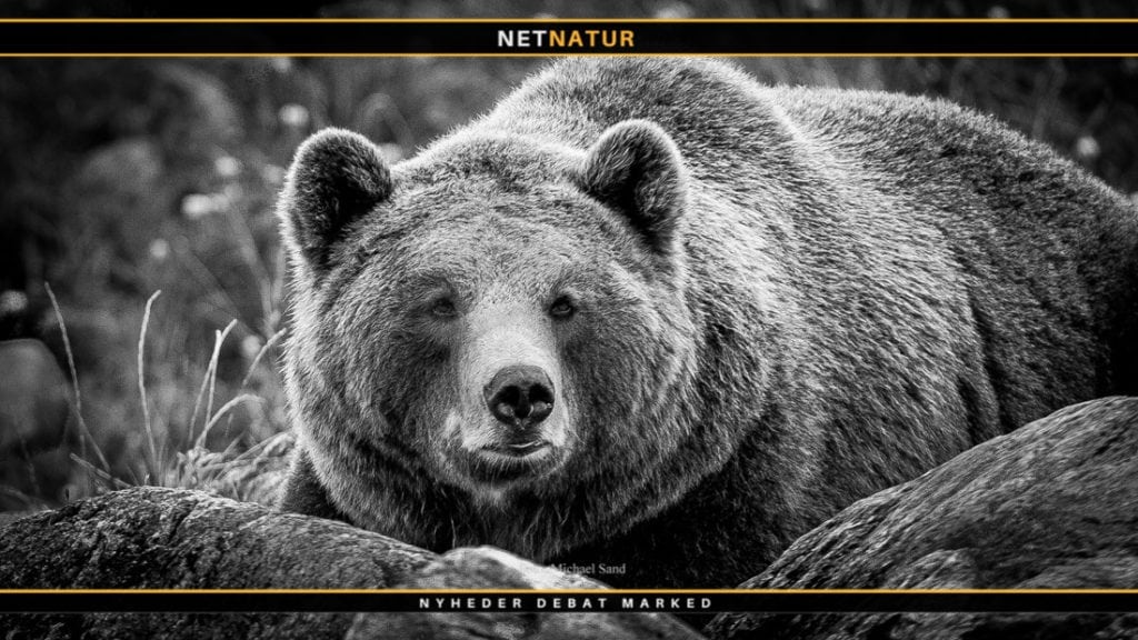 Jæger frifundet for at skyde bjørn