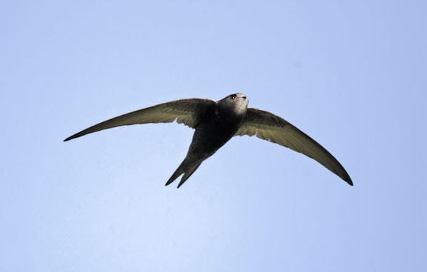 Mursejleren - et helt liv på vingerne