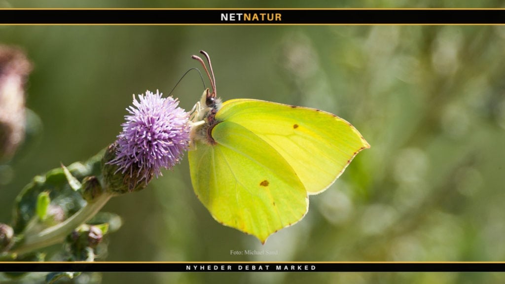 Varm sommer giver flere sommerfugle