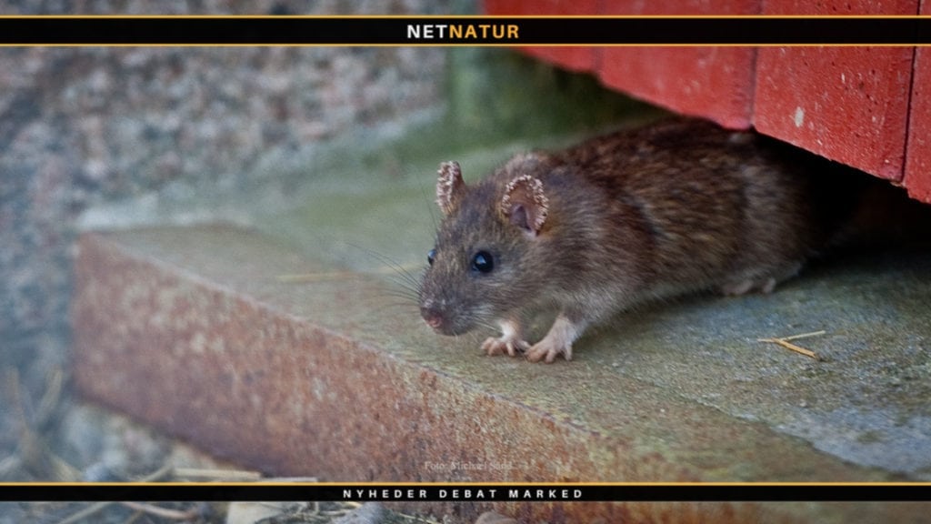 Rotten spredte ikke den sorte død Rotten spredte ikke den sorte død