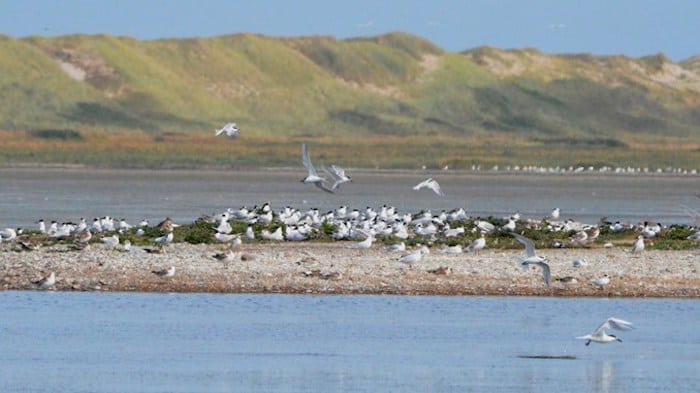 Kunstige fugleøer - et godt ynglested på bare ét år