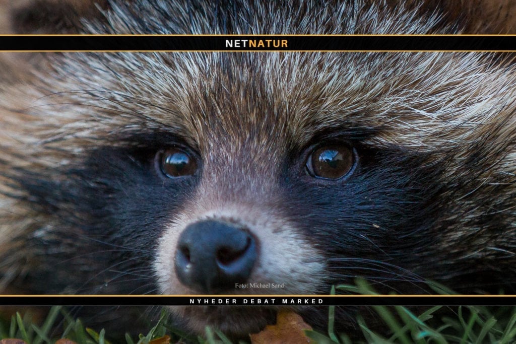 Tilskud til mårhundejægere