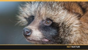 Mårhund på Bornholm