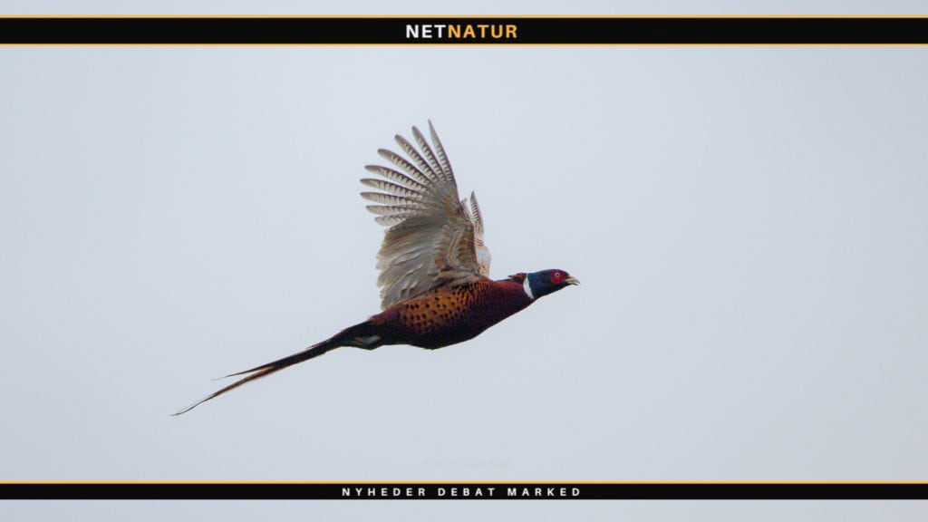 Forbud mod fasanjagt i Wales