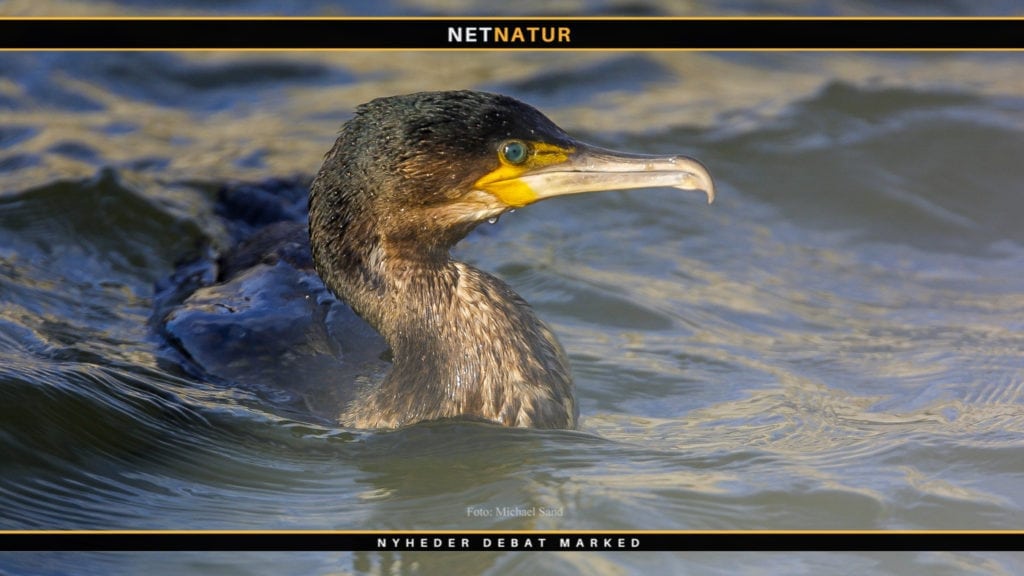 Havørnen stresser skarverne til at ændre vaner