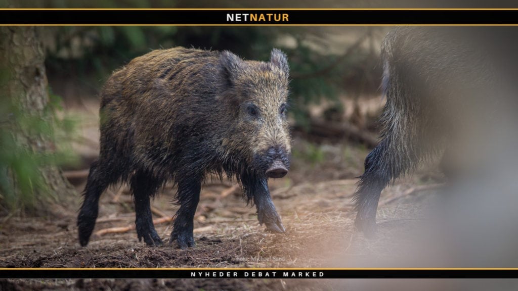 Vigtigt med en fælles EU-indsats mod afrikansk svinepest