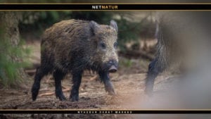 Vigtigt med en fælles EU-indsats mod afrikansk svinepest