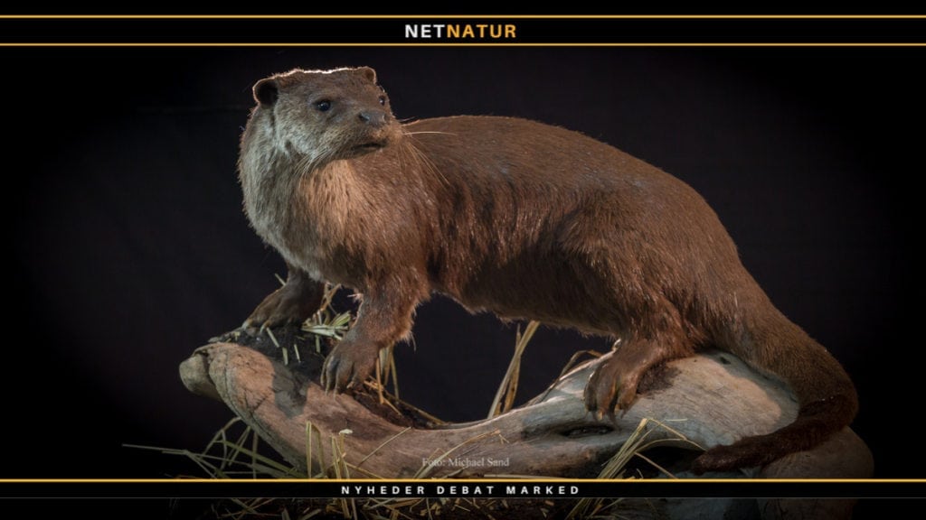 Artsportal over danske arter