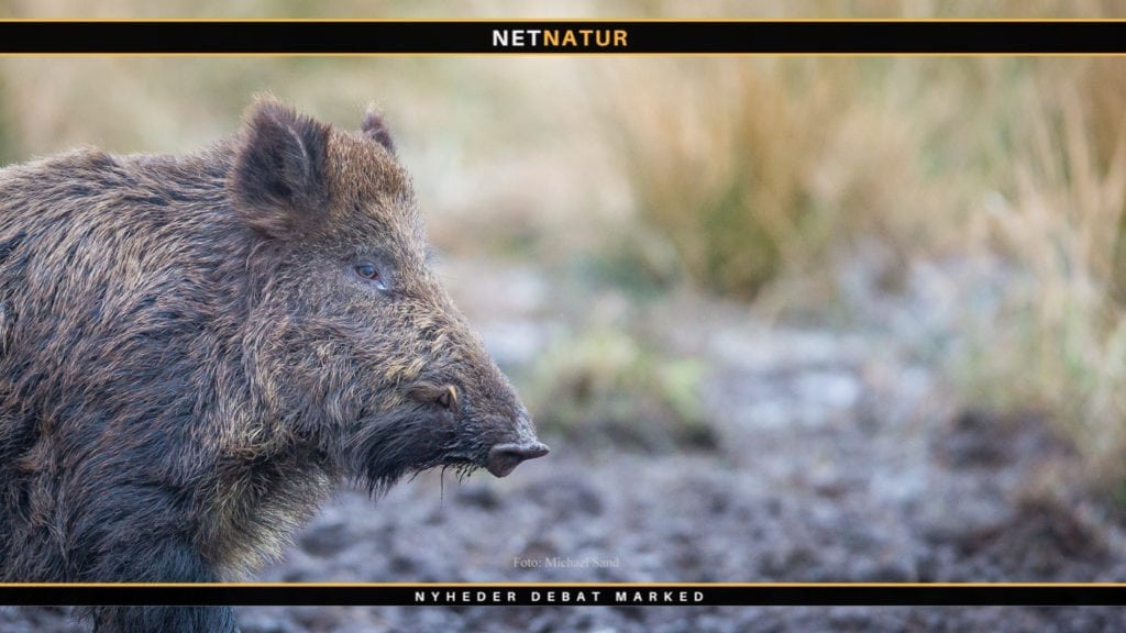 Afrikansk svinepest stiger fortsat i Tyskland