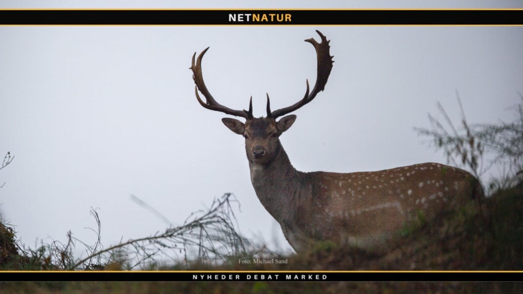 Kronvildt tænder skal medvirke til forbedret vildtforvaltning
