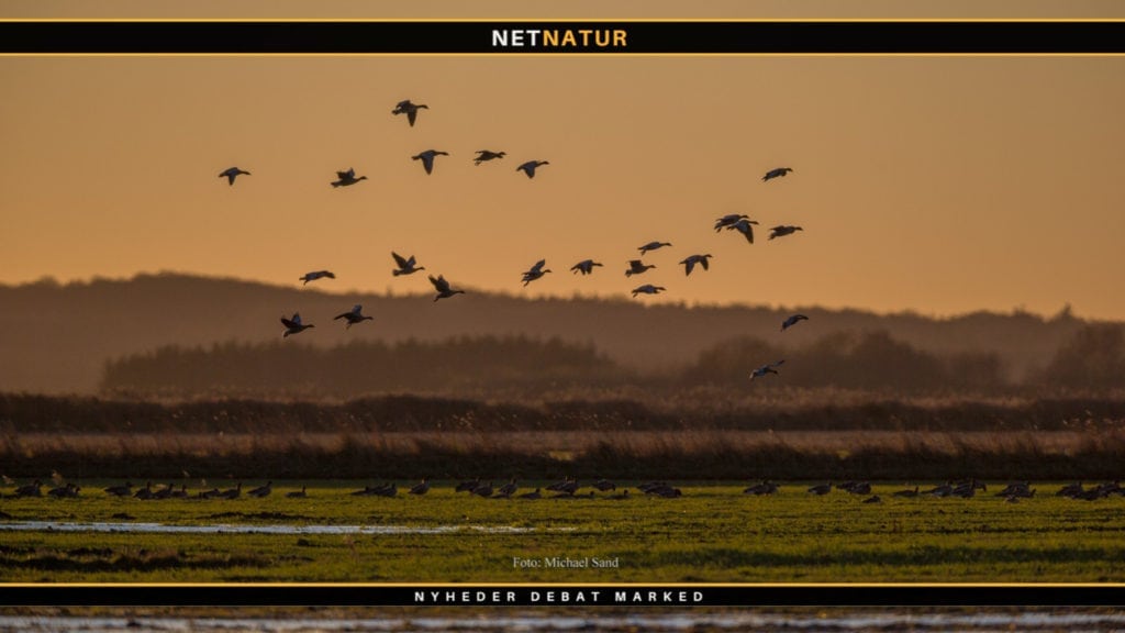 230 HA landbrugsjord til friluftsliv og fugle